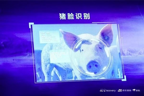 京東宣布進(jìn)軍養(yǎng)豬業(yè)，還推出了“豬臉識(shí)別”技術(shù)